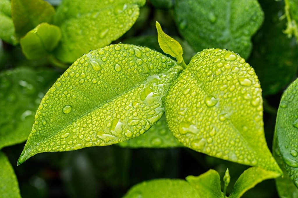 gouttes de pluie sur des feuilles vertes